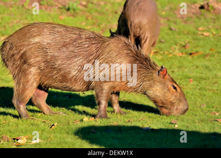 Brésil, Pantanal : Capybaras (Hydrochoerus hydrochaeris) sont végétariens et aimerais manger de l'herbe Banque D'Images