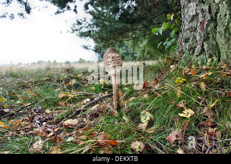 Coulemelle pousse sur le bord de la forêt Banque D'Images