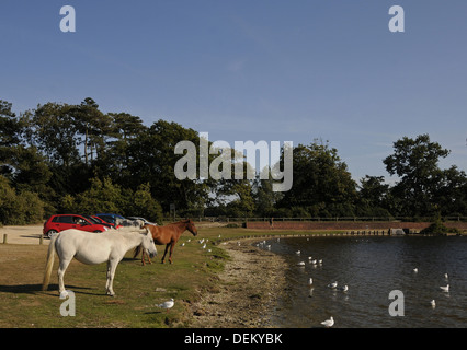 Nouvelle Forêt poneys au Hatchet étang près de Brockenhurst Hampshire Angleterre Banque D'Images