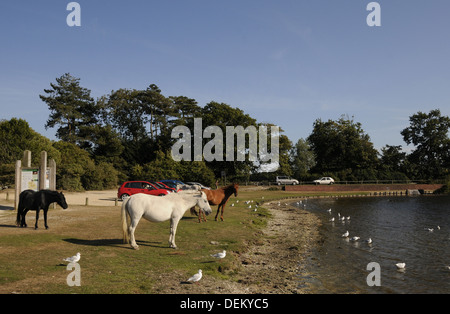 Nouvelle Forêt poneys au Hatchet étang près de Brockenhurst Hampshire Angleterre Banque D'Images