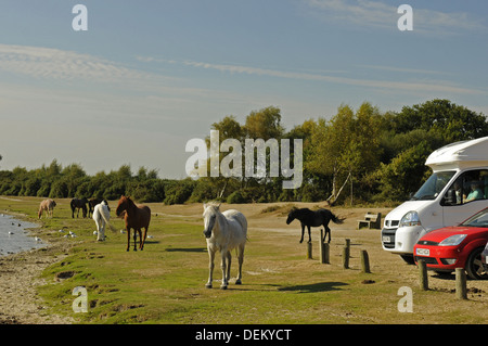 Nouvelle Forêt poneys au Hatchet étang près de Brockenhurst Hampshire Angleterre Banque D'Images