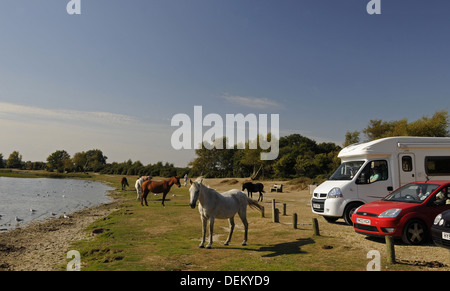 Nouvelle Forêt poneys au Hatchet étang près de Brockenhurst Hampshire Angleterre Banque D'Images