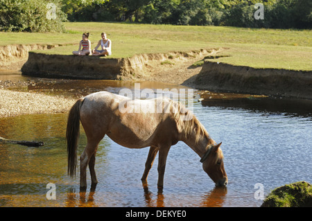 Nouvelle Forêt poneys et le Highland d'eau près de Brockenhurst Hampshire Angleterre Banque D'Images