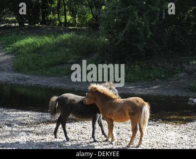 Nouvelle Forêt poneys et le Highland d'eau près de Brockenhurst Hampshire Angleterre Banque D'Images