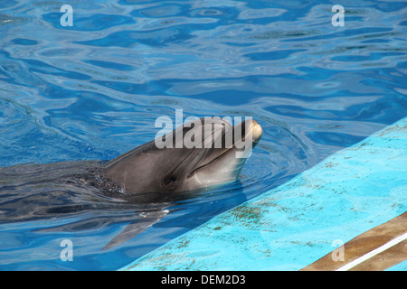 Grand dauphin au cours d'un spectacle à l'Oceanografic Aquarium Marine Park à Valence, Espagne Banque D'Images