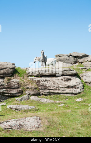 Deux poneys sur les affleurements rocheux de Ugborough Beacon, Dartmoor Banque D'Images