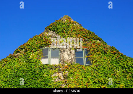 Façade d'une maison couverte de lierre vert, sur fond de ciel bleu. Banque D'Images