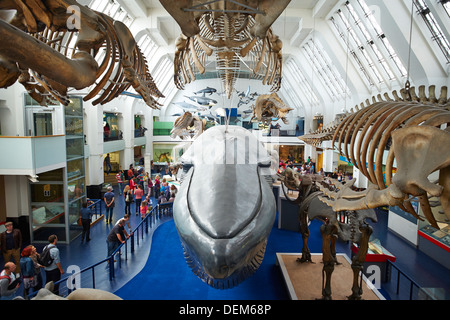 Mammifères marins (baleine bleue) Musée d'Histoire Naturelle Expositions London UK Banque D'Images
