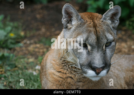 (Puma concolor couguar captif), également connu sous le nom de Puma, Mountain Lion et panthère. Banque D'Images