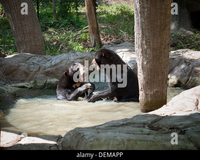 Deux ours malais (Helarctos malayanus sun) jouer dans un étang au centre de la faune Phnom Hakkai Hakkai dans Phnom, au Cambodge. Banque D'Images
