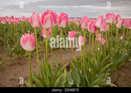 WASHINGTON - champ de tulipes cultivées commercialement dans la rivière Skagit Valley près de Mount Vernon. Banque D'Images
