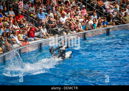 Orque,seaworld orlando,florida,,USA, Banque D'Images