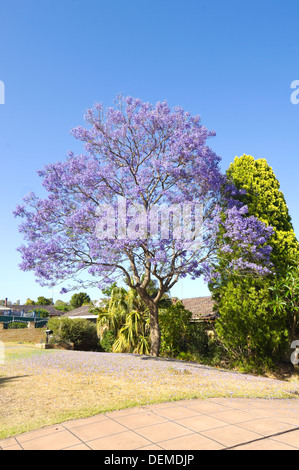 Jacaranda mimosifolia, New South Wales, Australie Banque D'Images