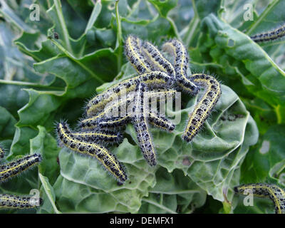 Une infestation de chenilles (à partir de la Grande Chou blanc butterfly - Pieris brassicae) dévorant un Choux de Bruxelles sans protection du jardinier plante dans le Lincolnshire, au Royaume-Uni. Banque D'Images