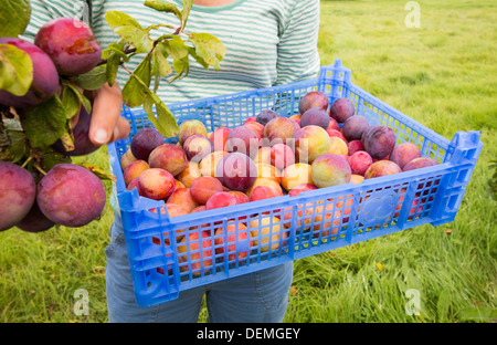 Un Woman picking Prunes croissant dans un verger près de Pershore, Vale of Evesham, Worcestershire, Royaume-Uni. Banque D'Images