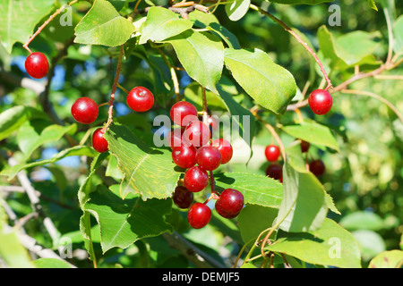 Bird cherry tree fruits rouges bien mûrs, Prunus pensylvanica Banque D'Images