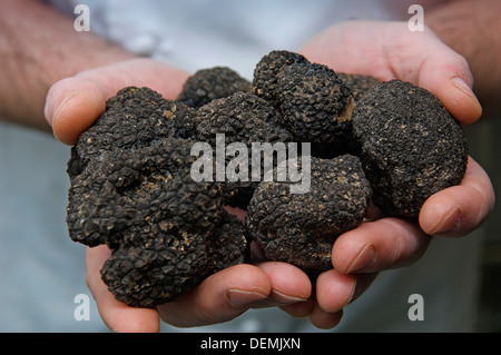 Truffle hunter Tom Lywood professionnel assisté par ses chiens de chasse aux truffes italiennes recherche dans un comté,UK woodland pour l'anglais de la truffe noire Banque D'Images