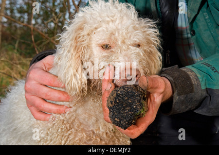 Truffle hunter Tom Lywood professionnel assisté par ses chiens de chasse aux truffes italiennes recherche dans un comté,UK woodland pour l'anglais de la truffe noire Banque D'Images