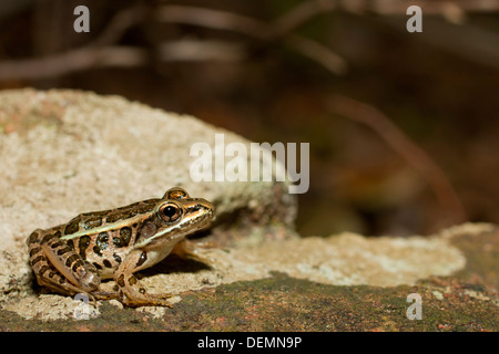 Grenouille des marais - Lithobates palustris Banque D'Images