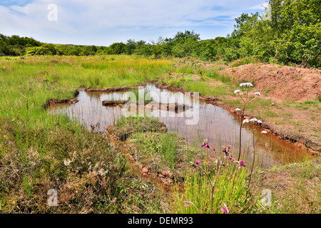 Projet de la rivière Rouge ; Bell Lake Marsh ; réserve naturelle, Cornwall, UK Banque D'Images