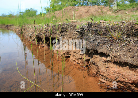 Projet de la rivière Rouge ; Bell Lake Marsh ; réserve naturelle, Cornwall, UK Banque D'Images