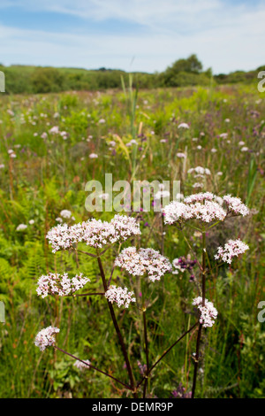 Projet de la rivière Rouge ; Bell Lake Marsh ; réserve naturelle, Cornwall, UK Banque D'Images