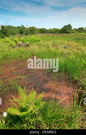 Projet de la rivière Rouge ; Bell Lake Marsh ; réserve naturelle, Cornwall, UK Banque D'Images