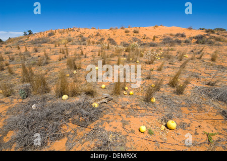 Riz sauvage Les melons (Cucumis myriocarpus), Mungo National Park, New South Wales, Australie Banque D'Images