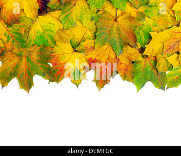 Maple Leafs automne isolé sur fond blanc Banque D'Images