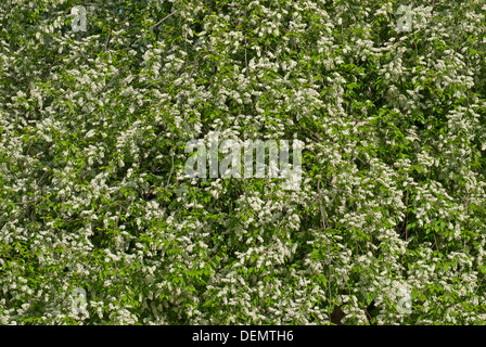 Fleurs de cerisier d'oiseaux à la fin du printemps. Banque D'Images