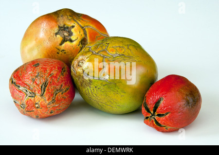 Mauvaises tomates vertes et rouges avec des cicatrices sur white Banque D'Images