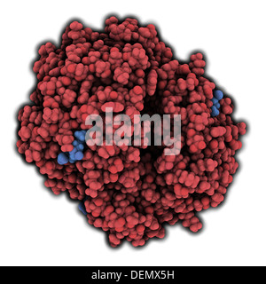 Les droits de l'hémoglobine (Hb), molécule de protéine, la structure chimique. Le transport d'oxygène contenant du fer protéine présente dans les globules rouges. Banque D'Images