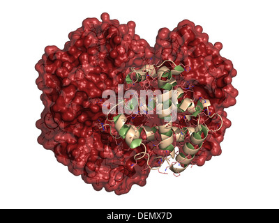 Les droits de l'hémoglobine (Hb), molécule de protéine, la structure chimique. Le transport d'oxygène contenant du fer protéine présente dans les globules rouges. Banque D'Images