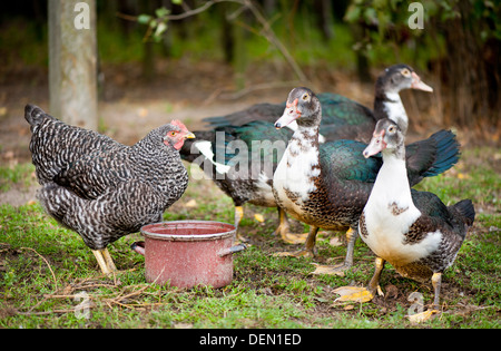 Canard de Barbarie femelles et Plymouth Rock chicken Banque D'Images