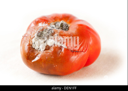 Seul toxiques mûr rouge tomate aux Fruits moisis Banque D'Images