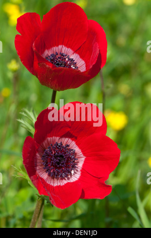 Fleur anémone Banque D'Images