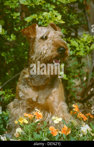 Airedale terrier assis dans les fleurs Banque D'Images