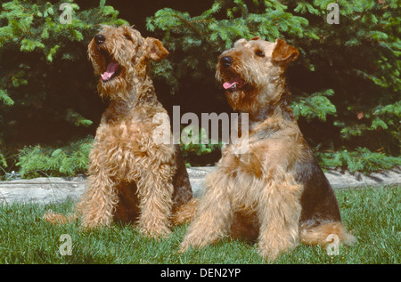 Deux Airedale Terriers sitting in grass Banque D'Images