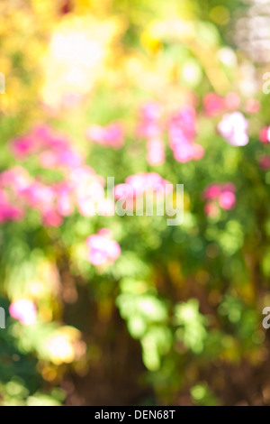 Résumé arrière-plan flou floue avec jardin fleuri Banque D'Images
