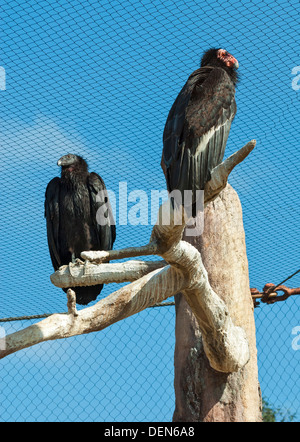 La Californie, San Diego Zoo, Condor de Californie (Gymnogyps californianus) Banque D'Images