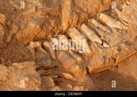 Cinq millions d'années de l'os de la mâchoire fossile d'une espèce à col court girafe, West Coast fossil Park, Afrique du Sud Banque D'Images