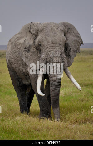 Grand mâle bush africain ou de l'Éléphant de savane d'Afrique Elephant (Loxodonta africana). Parc National d'Amboseli. Au Kenya. Afrique du Sud Banque D'Images