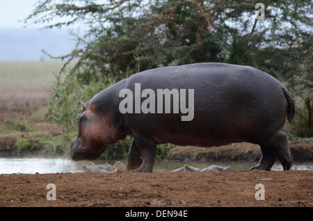 Hippopotame (Hippopotamus amphibius), ou d'Hippone. Lake Manyara national park, la Tanzanie, l'Afrique de l'Est Banque D'Images