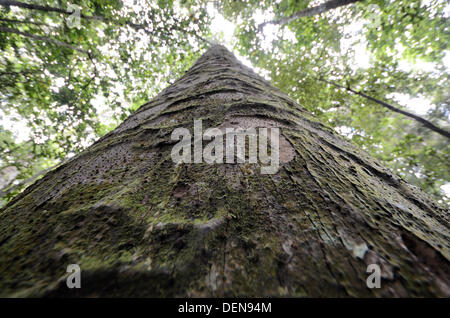 Grand arbre kauri jusqu à la ligne de terrain trounson kauri park, Northland, Nouvelle-Zélande Banque D'Images