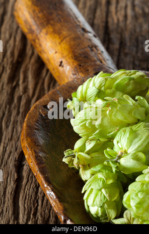 Le houblon vert mûr sur une pelle en bois ancien est allongé sur une table en bois rustique Banque D'Images