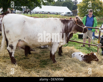 Shorthorn boeuf veau et vache à la foire agricole 2013 Shérif devient Banque D'Images