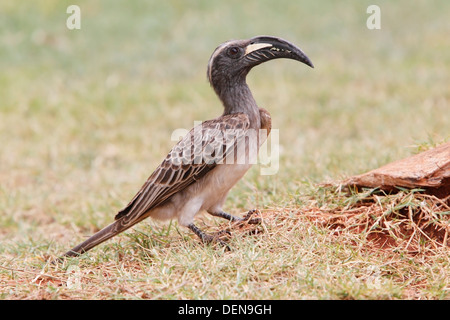 Calao gris d'Afrique (Tockus nasutus) adulte debout sur le sol au bas d'un arbre, Kenya, Afrique de l'Est Banque D'Images