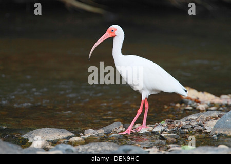 American Ibis blanc (Eudocimus albus) balades adultes le long de la rivière, le Costa Rica, Amérique centrale Banque D'Images
