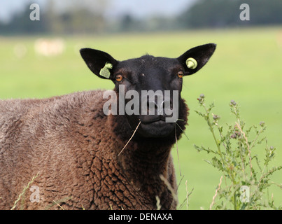 Close-up portrait of a young Black sheep face caméra dans une prairie d'été, mange de l'herbe Banque D'Images