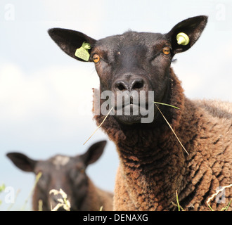 Close-up portrait of a young Black sheep face caméra Banque D'Images